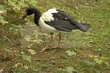 leipzig zoo-01_07_2011_zoo_allgemein_198